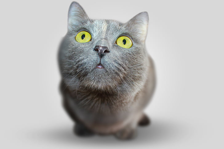 macro photography of medium-coated gray cat