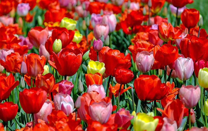 red, pink, and yellow tulip flower field during daytime close-up photography