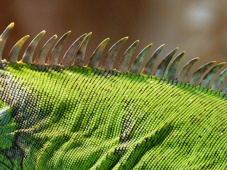 macro photography of green chameleon