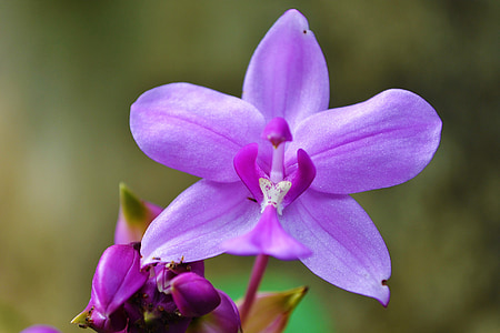 purple orchid flower selective focus photography