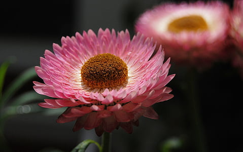 shallow photography of pink flower
