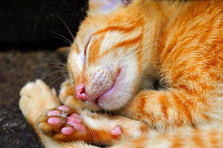 photo of orange sleeping tabby cat