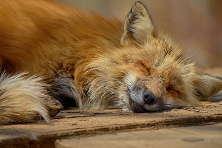 brown fox lying on brown surface