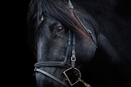 black horse in closeup photography
