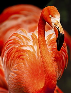 shallow focus photography of flamingo bird