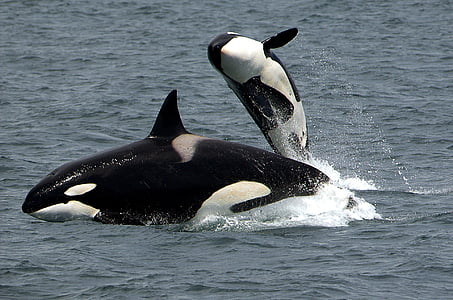 orca jumping out of water across another orca during daytime