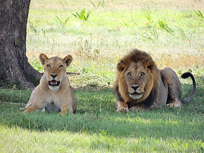 lion and lioness on ground near the tree
