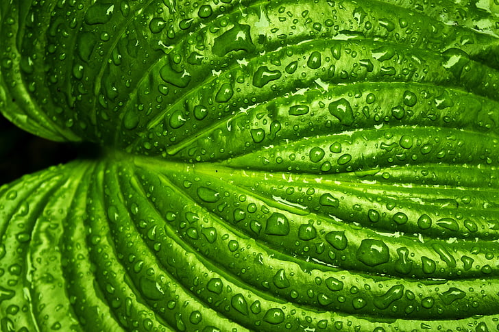 macro photography of green leaf with water dew