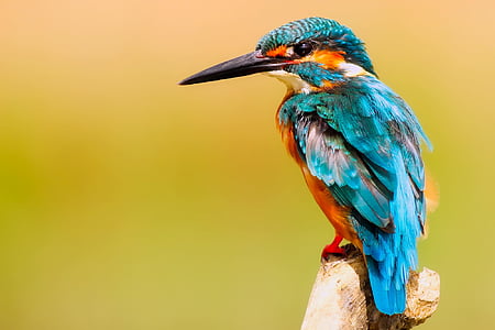 Selective focus photography of River kingfisher