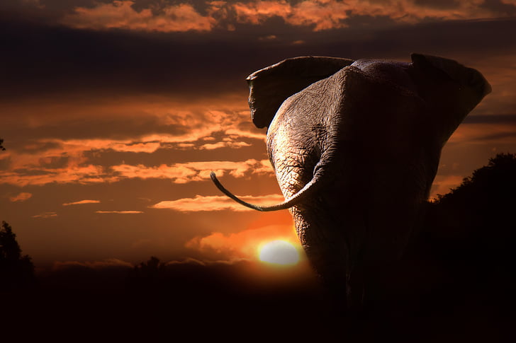gray elephant during sunset
