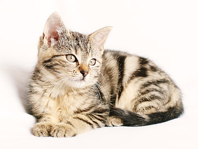 brown Tabby cat with white background