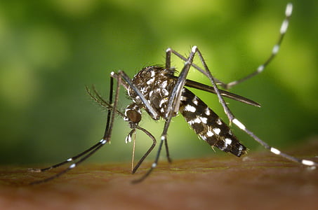 tiger mosquito in closeup photo