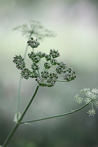 bokeh photography of green flower