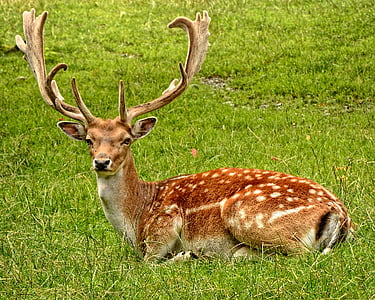 deer leaning on lawn field