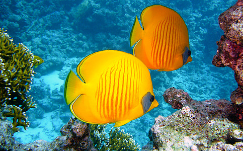 two yellow discus fishes