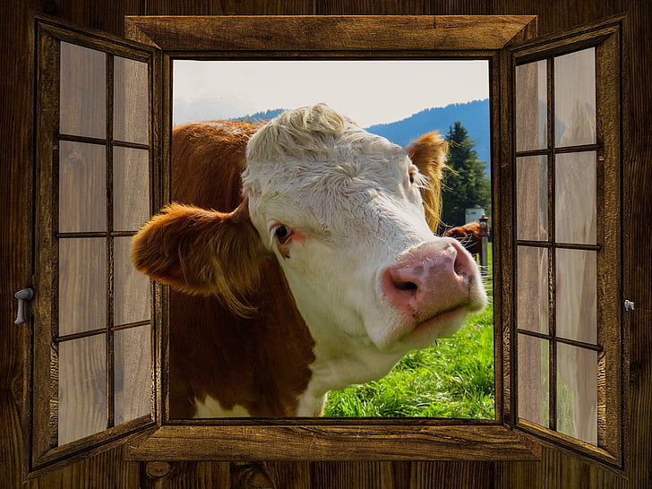 photo of brown and white cow