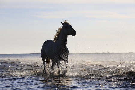 black horse running on seashore under white sky