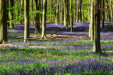 purple flower on forest