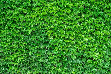 green leaf plants photo