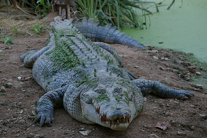 gray saltwater crocodile