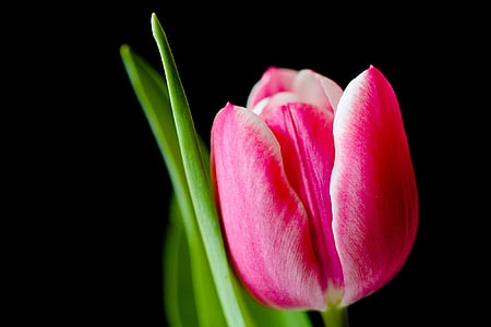 closeup photo of pink tulip flower