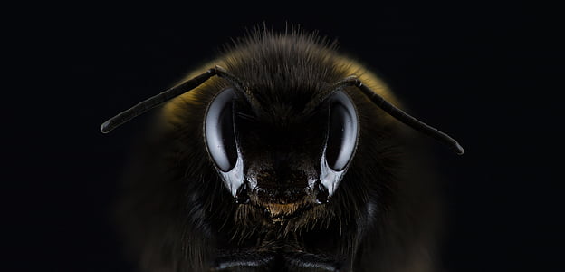 closeup photo of black and yellow bee