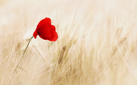 red poppy flower on beige wheat fields