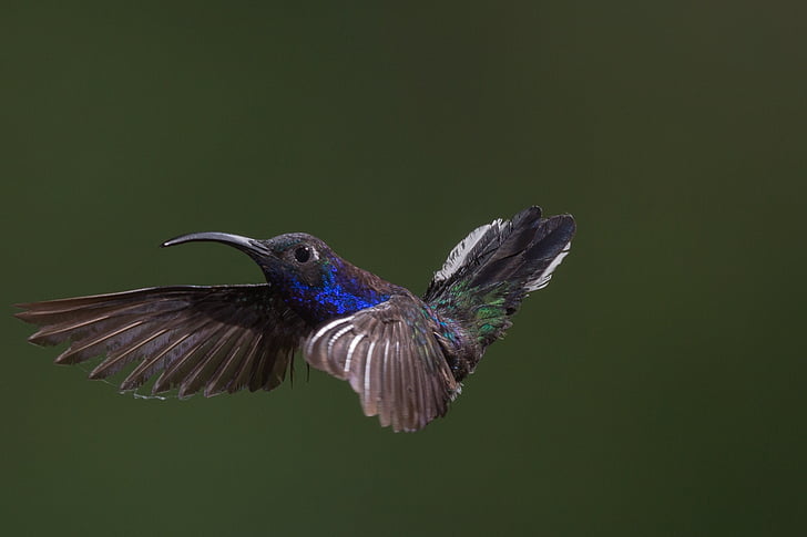 blue, black, and green hummingbird flying