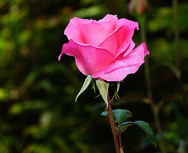 macro photograph of pink rose