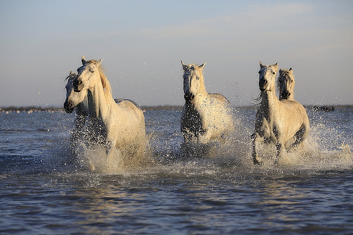 herd of horse running in water during daytime