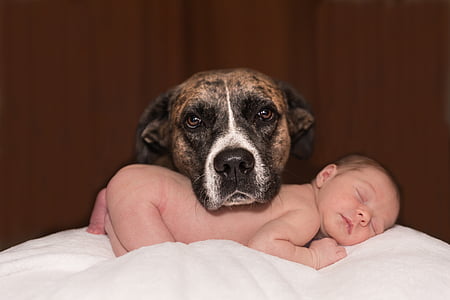 naked baby sleeping on white cushion with brindle great dane head on his back