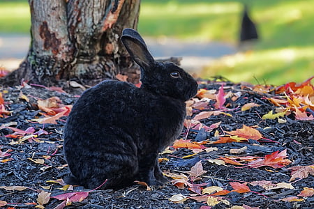 shallow focus photography of black rabbit