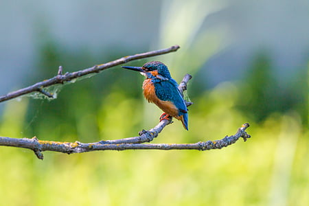 shallow focus photography of blue and orange bird standing on gray wood branch