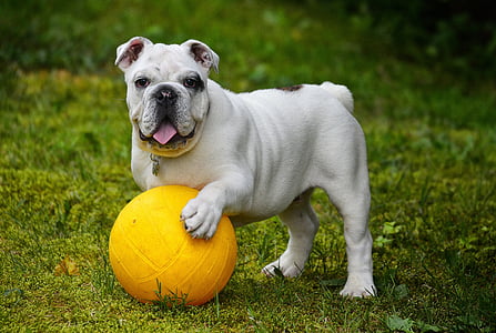 adult white and brown English bulldog with yellow ball on grass field during daytime close-up photography