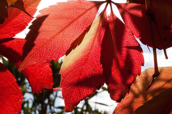 red leaf during daytime