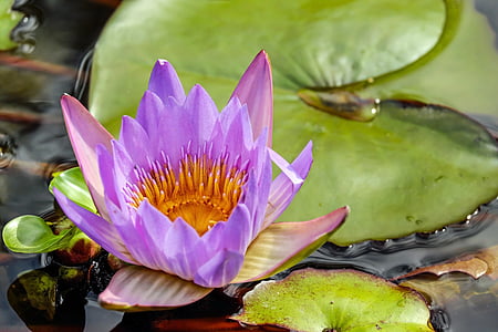 close up photography of purple lotus flower
