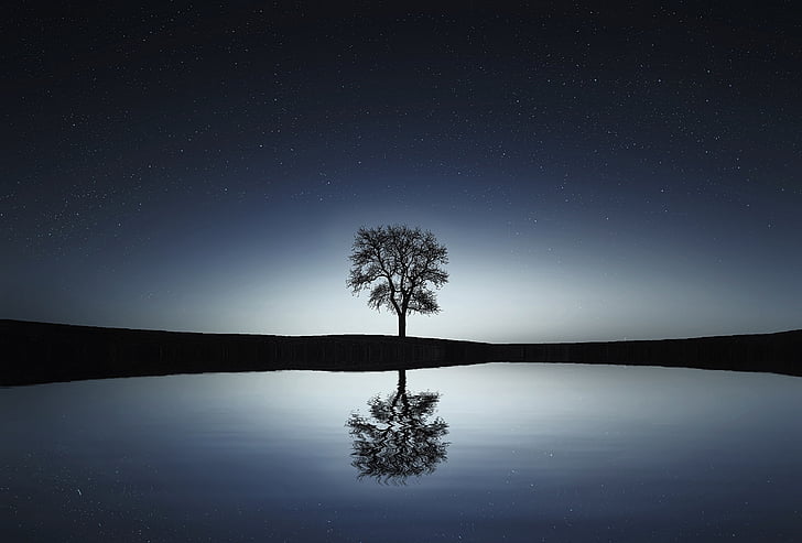 silhouette photo of tree reflecting on body of water