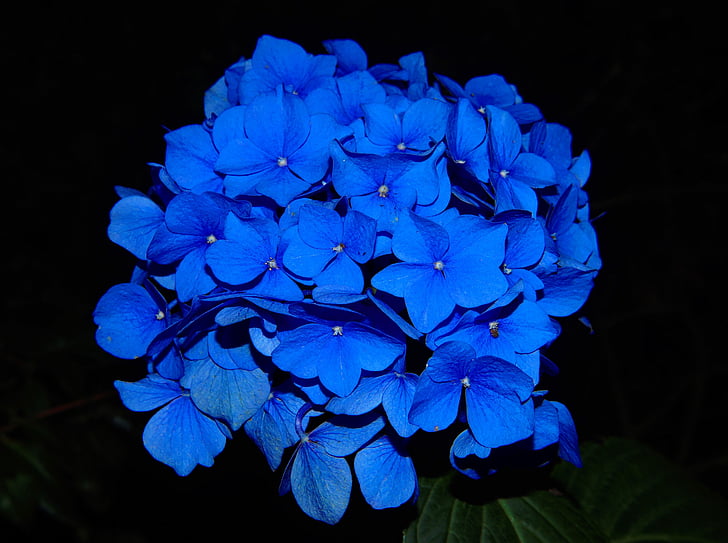 blue hydrangeas photo