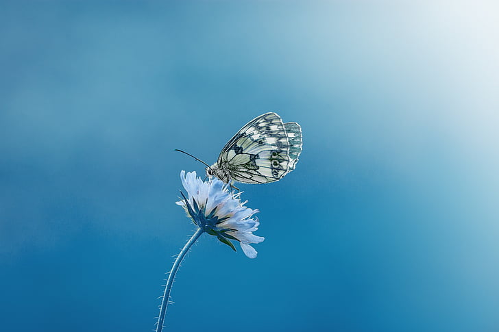 paperkite butterfly perched blue petaled flower