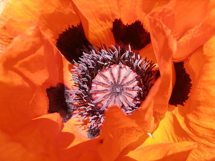 orange petaled flower closeup photo