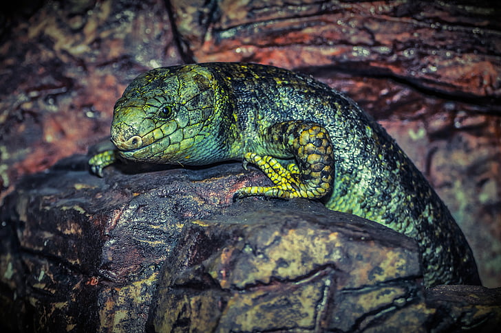 green lizard on black rock