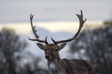 animal photograph of gray deer