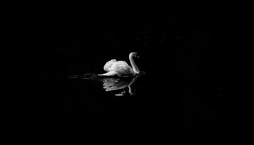 greyscale photography of swan swimming on body of water