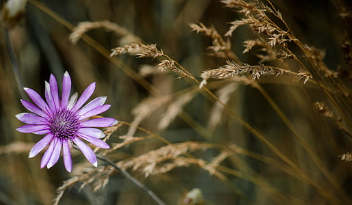 purple xeranthemum flower