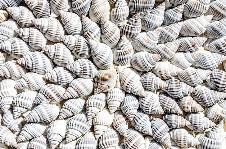 white-and-gray seashells