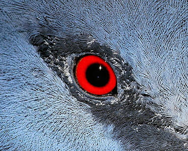 red and white animal's eye