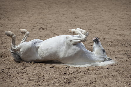white horse on sand