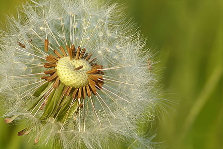 focused photography of withered dandelion