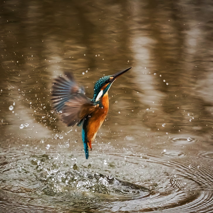 blue an brown humming bird flying out of water
