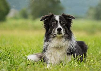 adult black border collie prone lying on green grass at daytime